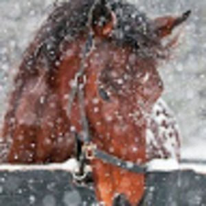 Meet your Posher, Lori ann